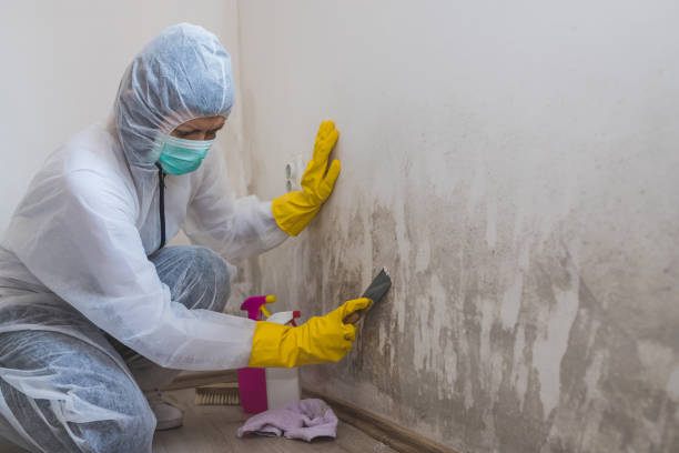 Best Mold Remediation for Specific Building Types in Trinity, NC