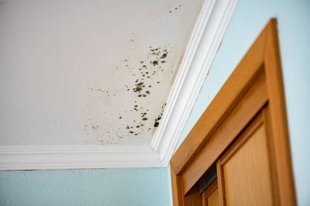 Best Health and Safety Mold Remediation in Trinity, NC