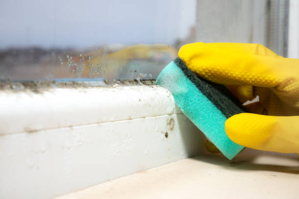 Best DIY Mold Remediation Support Services in Trinity, NC